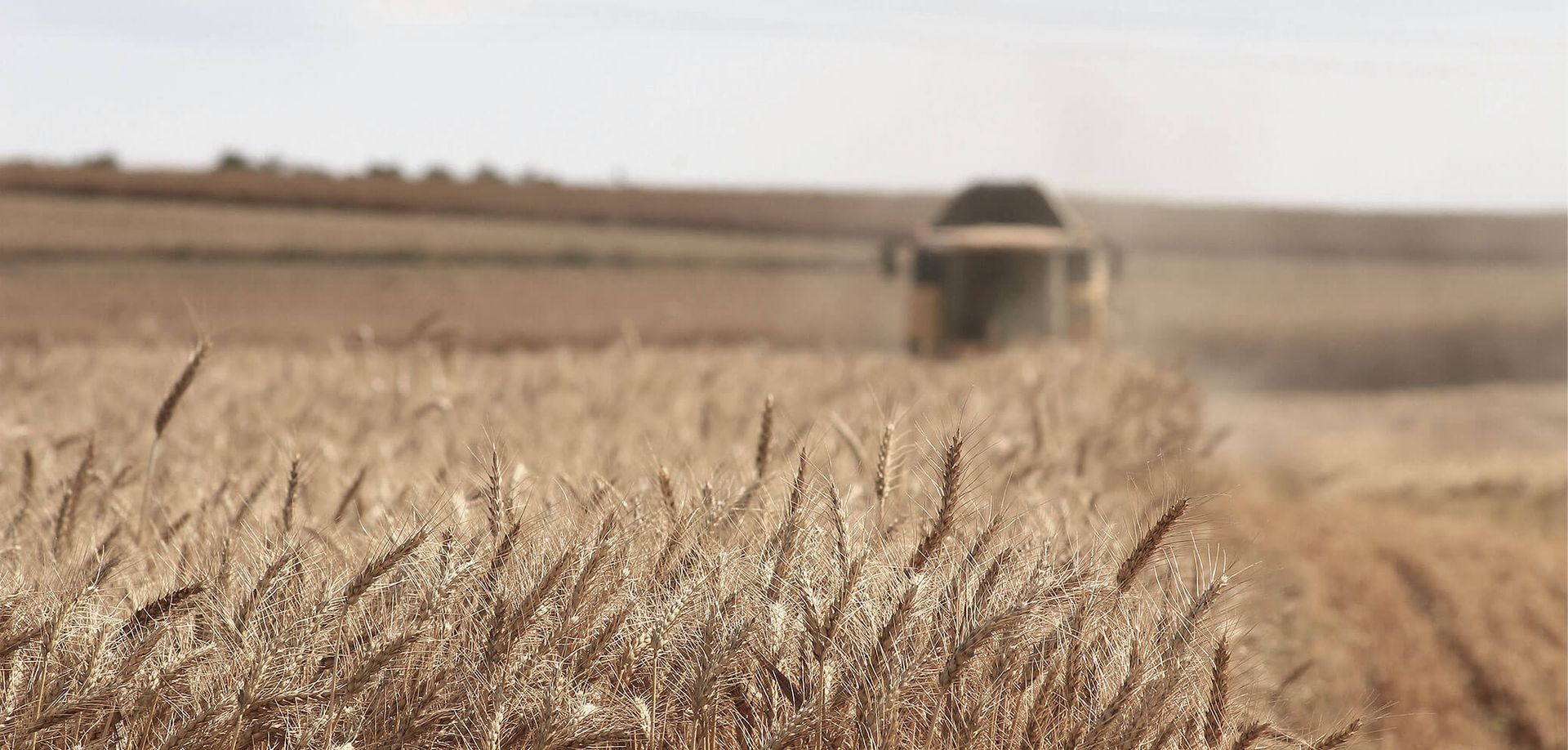Weizenfeld